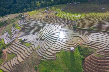 Su yansıtmalı çeltik pirinç terasları, kırsal alanlarda yeşil tarım alanları, dağ tepeleri vadisi, Pabongpieng, Chiang Mai, Tayland. Doğa manzarası. Ekin hasatı.