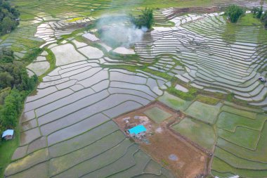 Su yansıtmalı çeltik pirinç terasları, kırsal alanlarda yeşil tarım alanları, dağ tepeleri vadisi, Pabongpieng, Chiang Mai, Tayland. Doğa manzarası. Ekin hasatı.