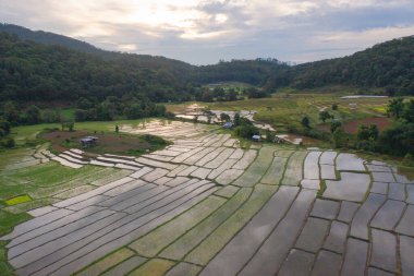 Su yansıtmalı çeltik pirinç terasları, kırsal alanlarda yeşil tarım alanları, dağ tepeleri vadisi, Pabongpieng, Chiang Mai, Tayland. Doğa manzarası. Ekin hasatı.