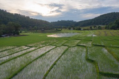 Su yansıtmalı çeltik pirinç terasları, kırsal alanlarda yeşil tarım alanları, dağ tepeleri vadisi, Pabongpieng, Chiang Mai, Tayland. Doğa manzarası. Ekin hasatı.