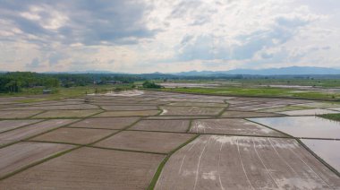 Su yansıtmalı çeltik pirinç terasları, kırsal alanlarda yeşil tarım alanları, dağ tepeleri vadisi, Pabongpieng, Chiang Mai, Tayland. Doğa manzarası. Ekin hasatı.