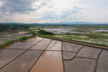 Su yansıtmalı çeltik pirinç terasları, kırsal alanlarda yeşil tarım alanları, dağ tepeleri vadisi, Pabongpieng, Chiang Mai, Tayland. Doğa manzarası. Ekin hasatı.