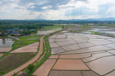 Su yansıtmalı çeltik pirinç terasları, kırsal alanlarda yeşil tarım alanları, dağ tepeleri vadisi, Pabongpieng, Chiang Mai, Tayland. Doğa manzarası. Ekin hasatı.