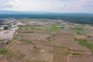 Su yansıtmalı çeltik pirinç terasları, kırsal alanlarda yeşil tarım alanları, dağ tepeleri vadisi, Pabongpieng, Chiang Mai, Tayland. Doğa manzarası. Ekin hasatı.