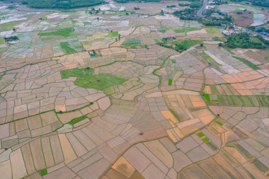 Su yansıtmalı çeltik pirinç terasları, kırsal alanlarda yeşil tarım alanları, dağ tepeleri vadisi, Pabongpieng, Chiang Mai, Tayland. Doğa manzarası. Ekin hasatı.