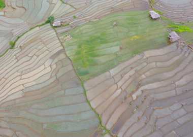 Su yansıtmalı çeltik pirinç terasları, kırsal alanlarda yeşil tarım alanları, dağ tepeleri vadisi, Pabongpieng, Chiang Mai, Tayland. Doğa manzarası. Ekin hasatı.
