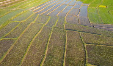 Su yansıtmalı çeltik pirinç terasları, kırsal alanlarda yeşil tarım alanları, dağ tepeleri vadisi, Pabongpieng, Chiang Mai, Tayland. Doğa manzarası. Ekin hasatı.