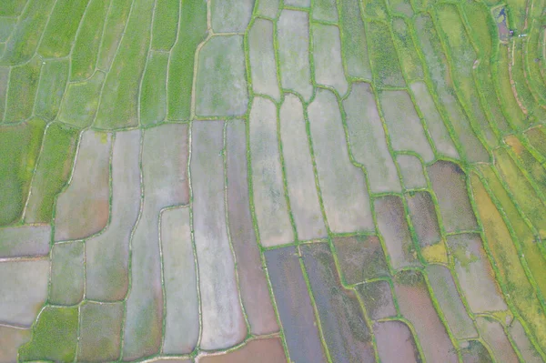 Vista Aérea Superior Terraços Arroz Paddy Com Reflexão Água Campos — Fotografia de Stock