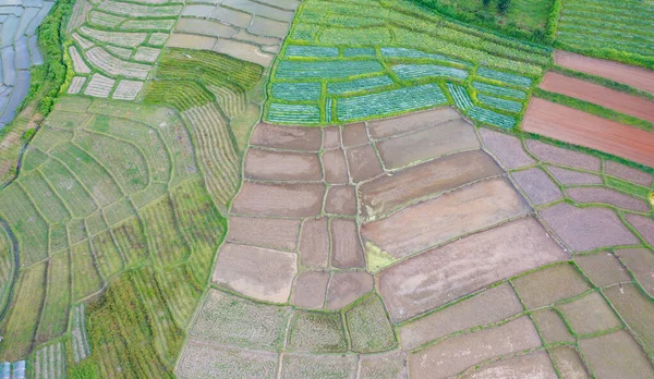 Vista Aérea Superior Terraços Arroz Paddy Com Reflexão Água Campos — Fotografia de Stock