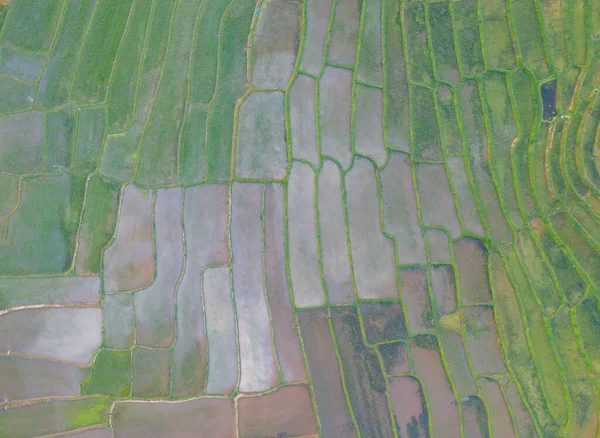 水の反射と水田棚田の空中トップビュー 田舎の緑の農業分野 山の丘の谷 Pabongpieng チェンマイ 自然の風景 作物の収穫 — ストック写真