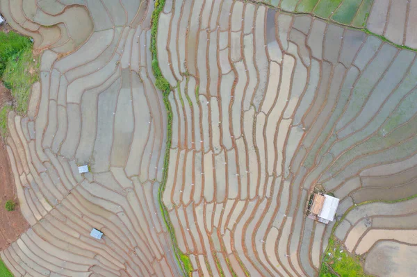 Верхний Вид Воздуха Рисовые Террасы Отражением Воды Зеленые Сельскохозяйственные Поля — стоковое фото