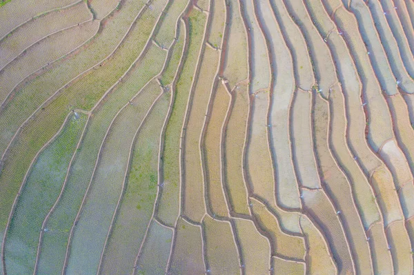 Aerial top view of paddy rice terraces with water reflection, green agricultural fields in countryside, mountain hills valley, Pabongpieng, Chiang Mai, Thailand. Nature landscape. Crops harvest.