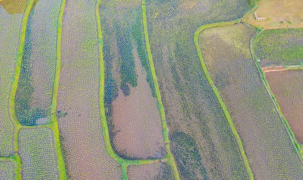 Aerial Top View Της Paddy Ταράτσες Ρυζιού Αντανάκλαση Του Νερού — Φωτογραφία Αρχείου