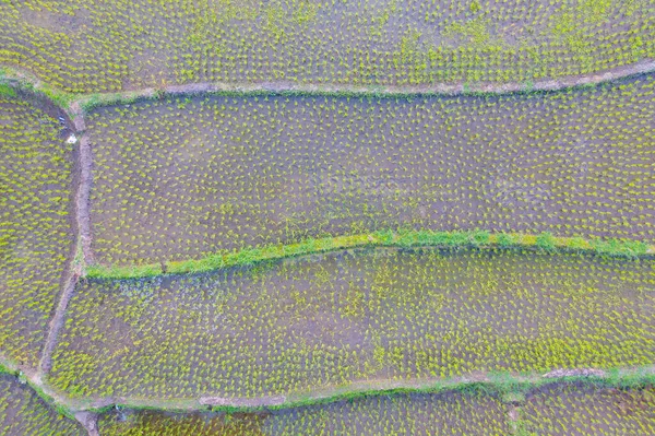 Luftaufnahme Von Reisterrassen Mit Wasserspiegelung Grünen Landwirtschaftlichen Feldern Der Landschaft — Stockfoto