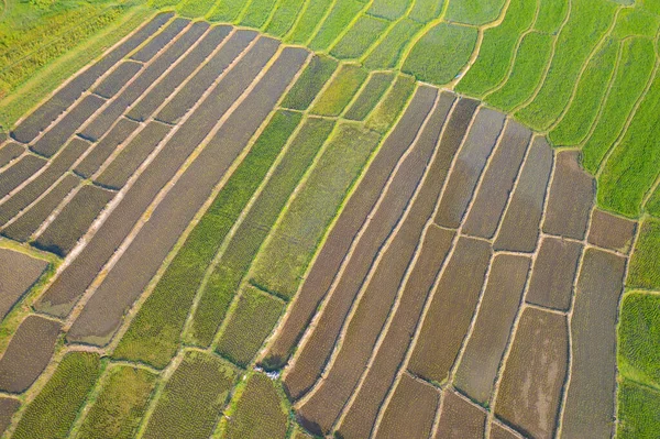 Vista Aérea Superior Terraços Arroz Paddy Com Reflexão Água Campos — Fotografia de Stock