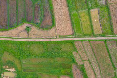 Kuru otların, pirincin ve tarım konseptindeki yeşil dağ tepelerinin havadan görünüşü. Tayland 'daki doğa manzarası. Hasat et. kuraklık.