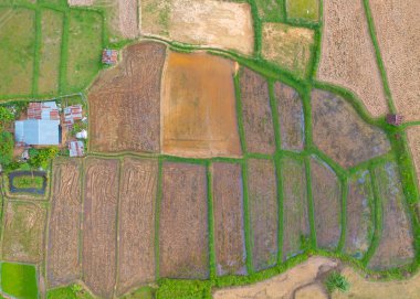 Kuru otların, pirincin ve tarım konseptindeki yeşil dağ tepelerinin havadan görünüşü. Tayland 'daki doğa manzarası. Hasat et. kuraklık.