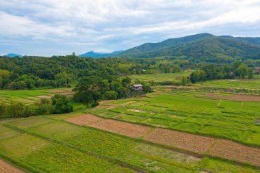 Kuru otların, pirincin ve tarım konseptindeki yeşil dağ tepelerinin havadan görünüşü. Tayland 'daki doğa manzarası. Hasat et. kuraklık.