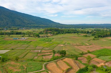 Kuru otların, pirincin ve tarım konseptindeki yeşil dağ tepelerinin havadan görünüşü. Tayland 'daki doğa manzarası. Hasat et. kuraklık.