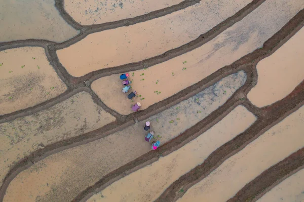 Vista Aérea Superior Grupo Agricultores Que Cultivam Arroz Plântulas Campo — Fotografia de Stock