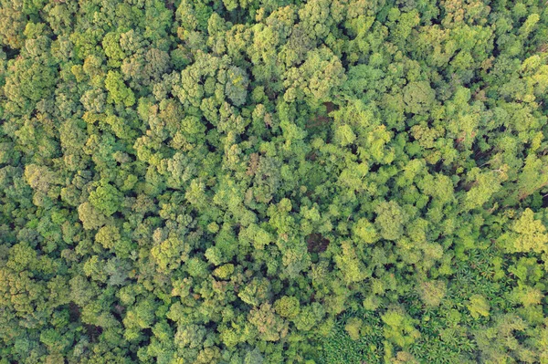 Vista Aérea Los Exuberantes Árboles Verdes Desde Arriba Bosque Tropical — Foto de Stock
