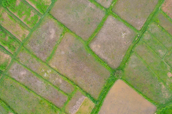 Aerial Top View Dry Grass Rice Crops Field Green Mountain — Stock Photo, Image