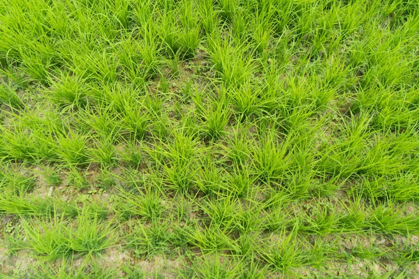 Dekat Rumput Segar Ladang Pertanian Hijau Pedesaan Atau Daerah Pedesaan — Stok Foto