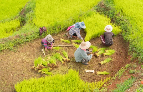 Légi Felvétel Egy Mezőgazdasági Termelőről Aki Rizsnövényeket Gyűjt Zöld Hántolatlan — Stock Fotó