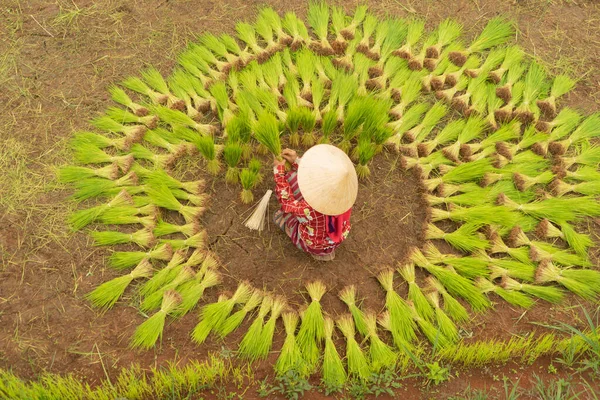 Yeşil Çeltik Tarlasında Pirinç Bitkileri Toplayan Bir Çiftçinin Hava Görüntüsü — Stok fotoğraf