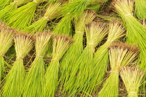 Близько Зеленого Рисового Яса Обробляти Урожай Зерна Аргентинське Виробництво — стокове фото