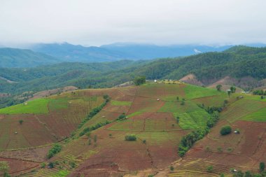Orman ağaçlarının ve yeşil dağ tepelerinin havadan görünüşü. Doğa manzarası arka planı, Tayland.