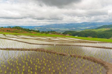 Su yansıtmalı çeltik pirinç terasları, kırsal alanlarda yeşil tarım alanları, dağ tepeleri vadisi, Pabongpieng, Chiang Mai, Tayland. Doğa manzarası. Ekin hasatı.