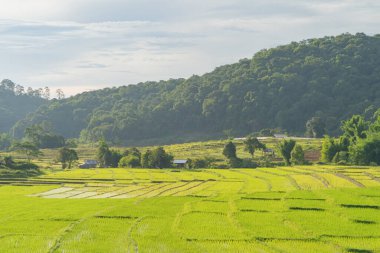 Su yansıtmalı çeltik pirinç terasları, kırsal alanlarda yeşil tarım alanları, dağ tepeleri vadisi, Pabongpieng, Chiang Mai, Tayland. Doğa manzarası. Ekin hasatı.