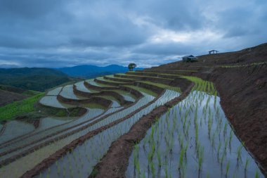 Su yansıması ve yağmur fırtınası olan çeltik pirinç terasları, kırsal bölgedeki yeşil tarım alanları, dağ tepeleri vadisi, Pabongpieng, Chiang Mai, Tayland. Doğa manzarası. Ekin hasatı.
