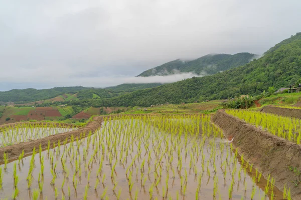 Terrazas Arroz Con Cáscara Con Reflejo Agua Campos Agrícolas Verdes — Foto de Stock