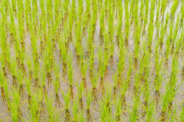 Su yansıtmalı taze çeltik pirinç teraslarını, Asya 'nın kırsal ya da kırsal kesimindeki yeşil tarım tarlalarını kapatın. Doğa manzarası. Sulama