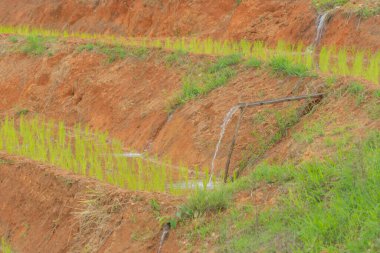 Su yansıtmalı taze çeltik pirinç teraslarını, Asya 'nın kırsal ya da kırsal kesimindeki yeşil tarım tarlalarını kapatın. Doğa manzarası. Sulama