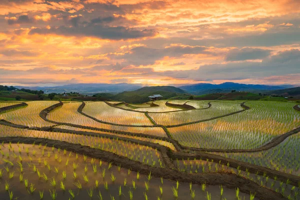 Paddy rice terraces with water reflection, green agricultural fields in countryside, mountain hills valley, Pabongpieng, Chiang Mai, Thailand. Nature landscape at sunset. Crops harvest.