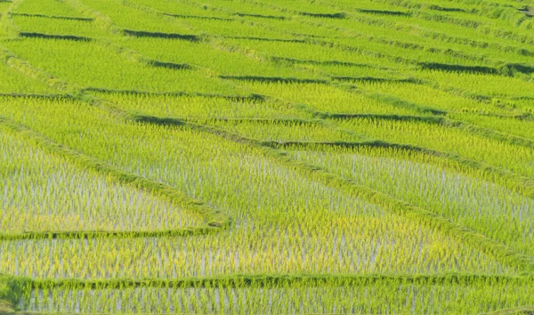 Närbild Färska Paddyris Terrasser Med Vatten Reflektion Grönt Jordbruksområde Landsbygden — Stockfoto