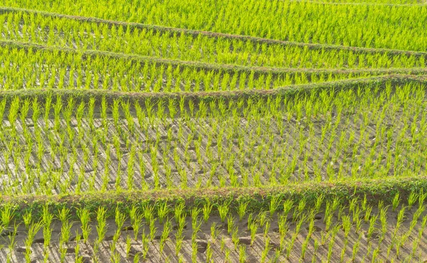 Закрыть Свежие Рисовые Террасы Водой Зеленое Культурное Поле Сельской Местности — стоковое фото