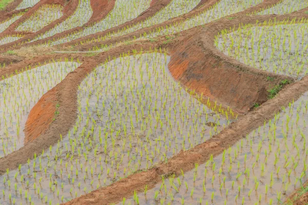 Großaufnahme Von Terrassen Mit Frischem Reis Mit Wasserspiegelung Grünem Landwirtschaftlichem — Stockfoto