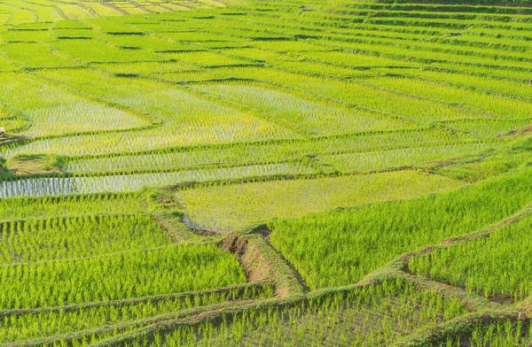 Close Terraços Arroz Paddy Fresco Com Reflexo Água Campo Agrícola — Fotografia de Stock