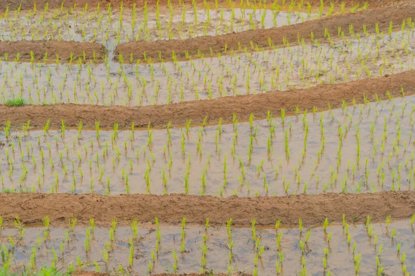 Primer Plano Terrazas Arroz Con Cáscara Fresca Con Reflejo Agua — Foto de Stock