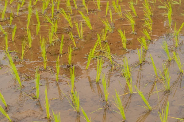 Primo Piano Terrazze Risaia Fresca Con Riflesso Dell Acqua Campo — Foto Stock