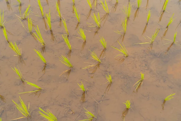 Primer Plano Terrazas Arroz Con Cáscara Fresca Con Reflejo Agua — Foto de Stock