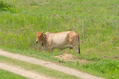İnekler yeşil pirinç ve çim tarlası yiyor. Tarım çiftliğindeki hayvanlar.