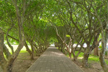 Ulusal Park, Nan, Tayland 'daki orman ağaçlarının oradaki patikada. Doğa manzarası. Macera yaşam tarzı.