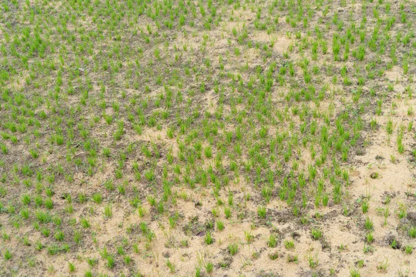 Primer Plano Hierba Seca Campo Agrícola Verde Campo Área Rural — Foto de Stock