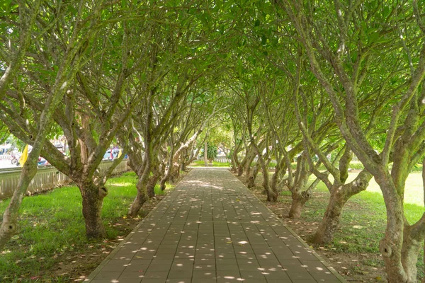 Caminho Pedestre Árvores Florestais Parque Nacional Nan Tailândia Natureza Paisagem — Fotografia de Stock