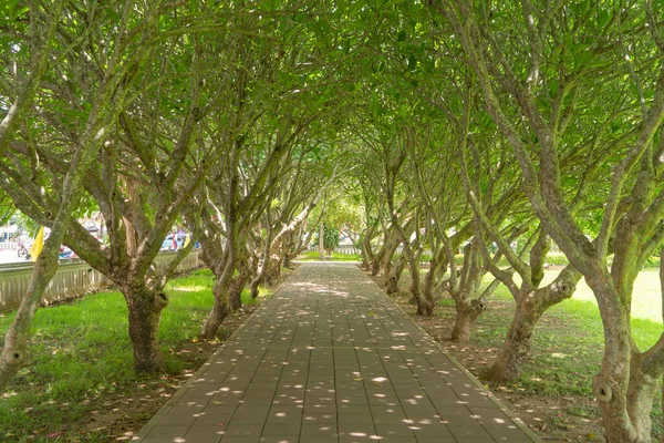 Camino Sendero Árboles Forestales Parque Nacional Nan Tailandia Fondo Paisaje — Foto de Stock